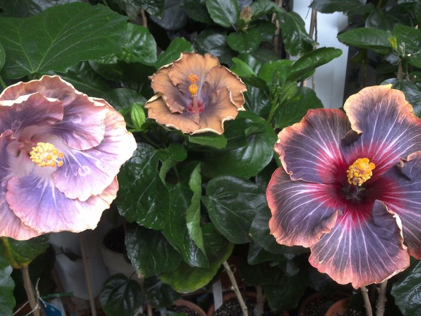 WIN_20170629_093401 - 03Hibiscus