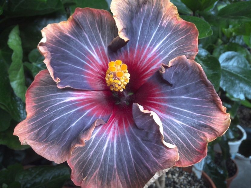 WIN_20170629_092209 - 0Hibiscus in colectie infloriti
