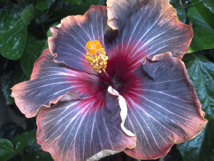 WIN_20170629_092048 - Black Rainbow