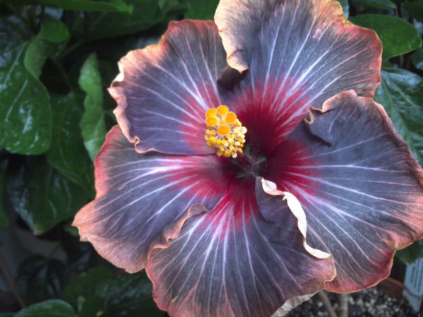 Black Rainbow - 0Hibiscus in colectie infloriti