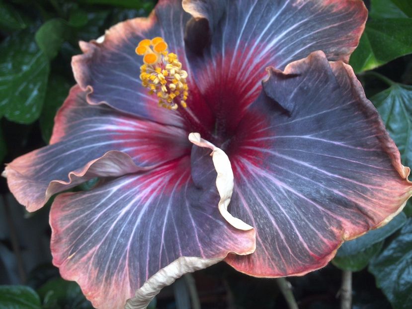 WIN_20170629_092132 - Black Rainbow