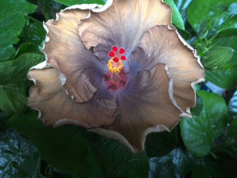 WIN_20170629_092347 - Moorea Silver Storm