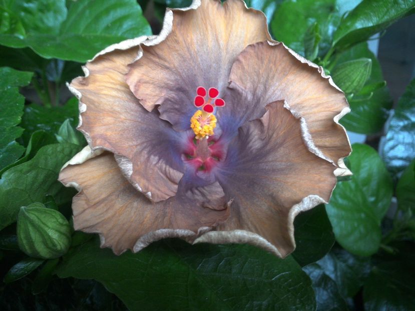 WIN_20170629_092354 - Moorea Silver Storm