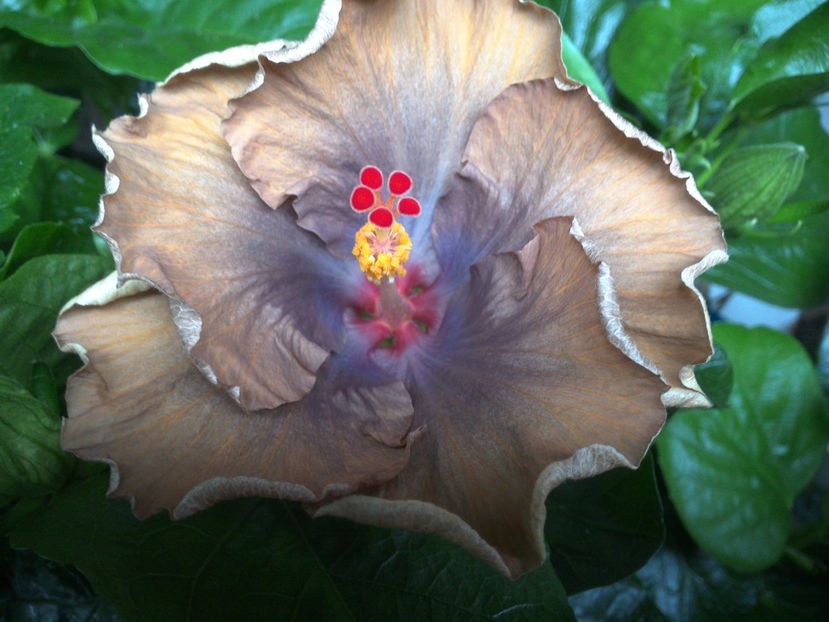 Moorea Silver Storm - 0Hibiscus in colectie infloriti