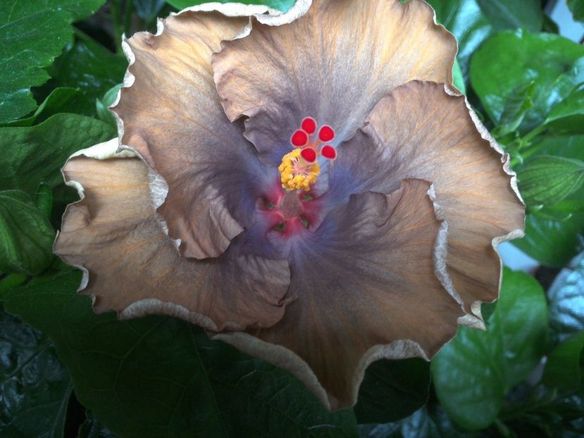 WIN_20170629_092431 - 0Hibiscus in colectie infloriti