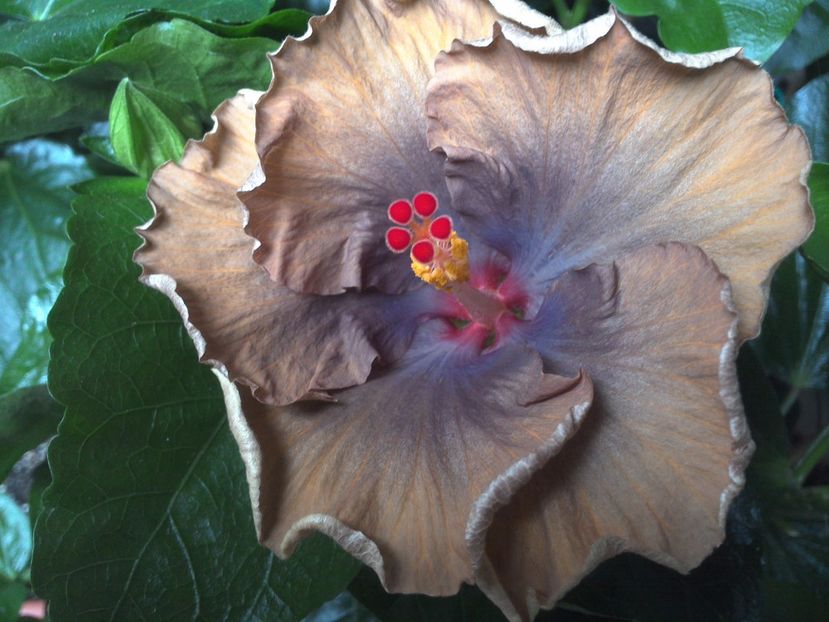 Moorea Silver Storm - 0Hibiscus in colectie infloriti