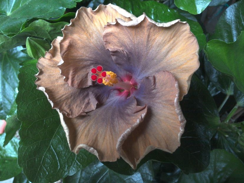 WIN_20170629_092811 - Moorea Silver Storm