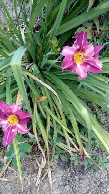  - 2017 Hemerocallisi