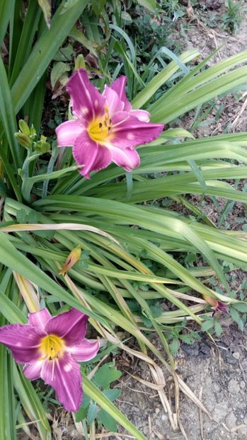  - 2017 Hemerocallisi