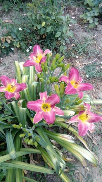 Disraeli - 2017 Hemerocallisi