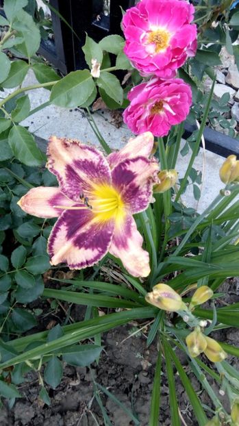  - 2017 Hemerocallisi