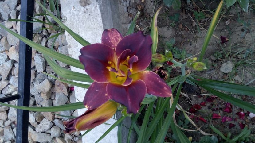  - 2017 Hemerocallisi