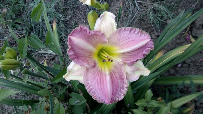  - 2017 Hemerocallisi