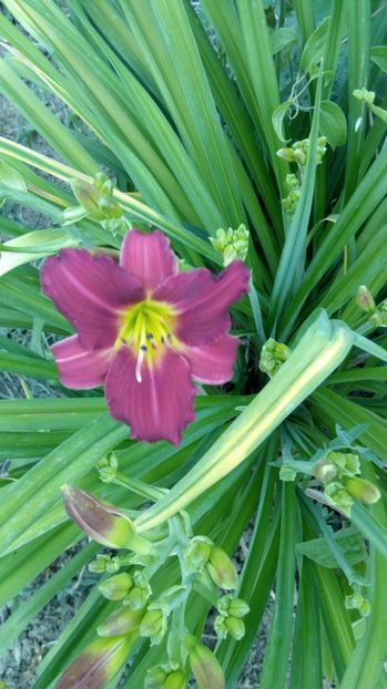  - 2017 Hemerocallisi