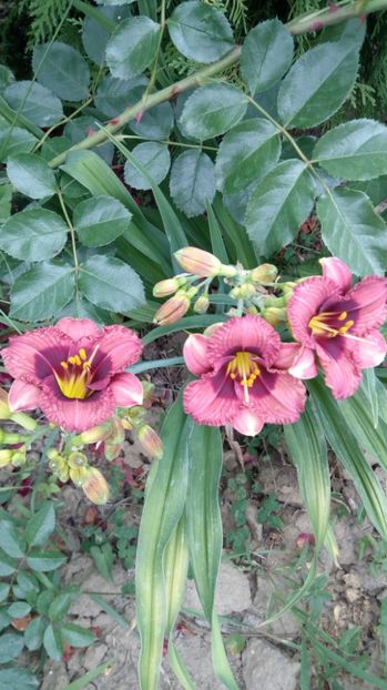  - 2017 Hemerocallisi