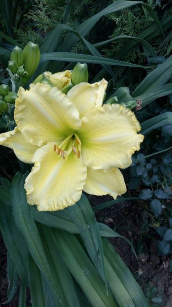  - 2017 Hemerocallisi