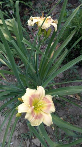  - 2017 Hemerocallisi