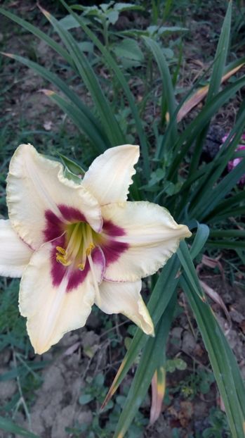  - 2017 Hemerocallisi