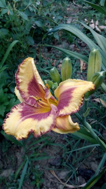  - 2017 Hemerocallisi