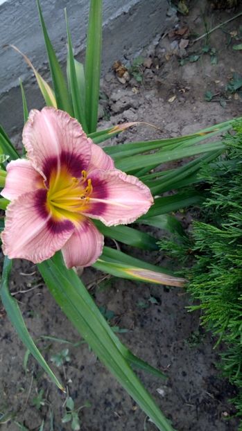  - 2017 Hemerocallisi