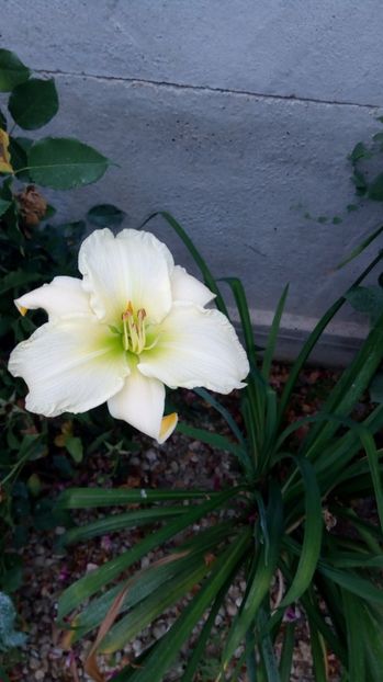  - 2017 Hemerocallisi