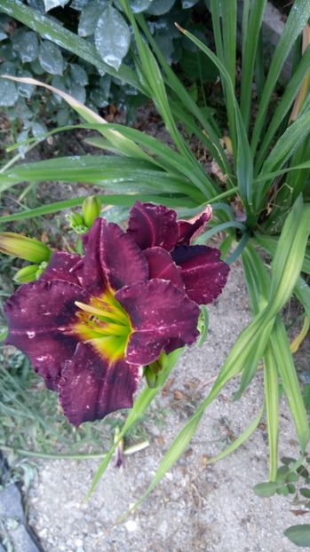  - 2017 Hemerocallisi