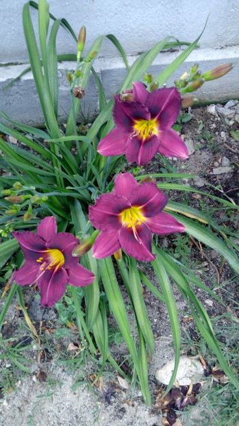  - 2017 Hemerocallisi