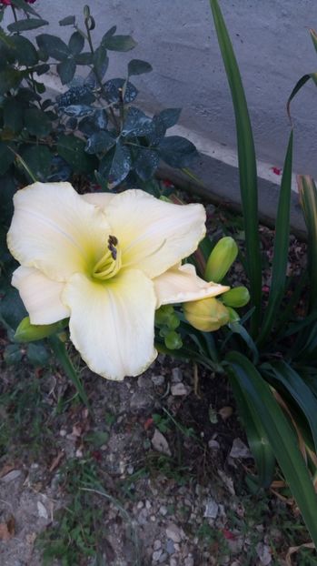  - 2017 Hemerocallisi