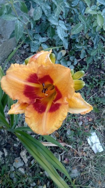  - 2017 Hemerocallisi