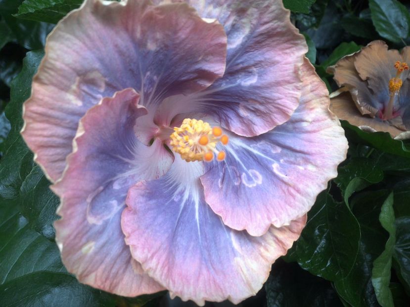 WIN_20170629_095630 - Silver Memories