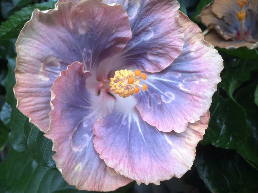 WIN_20170629_095723 - Silver Memories