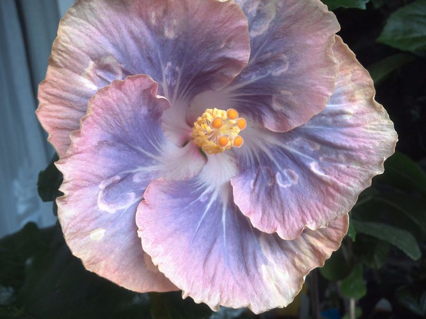 WIN_20170629_095935 - Silver Memories