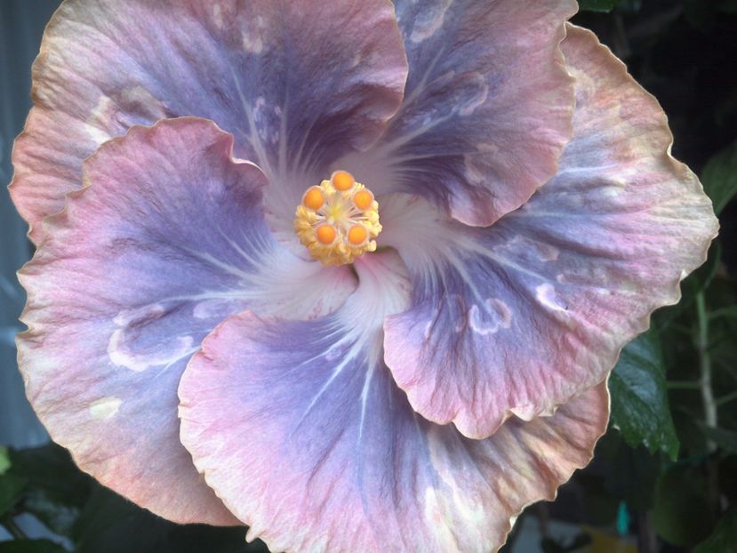 WIN_20170629_095958 - Silver Memories