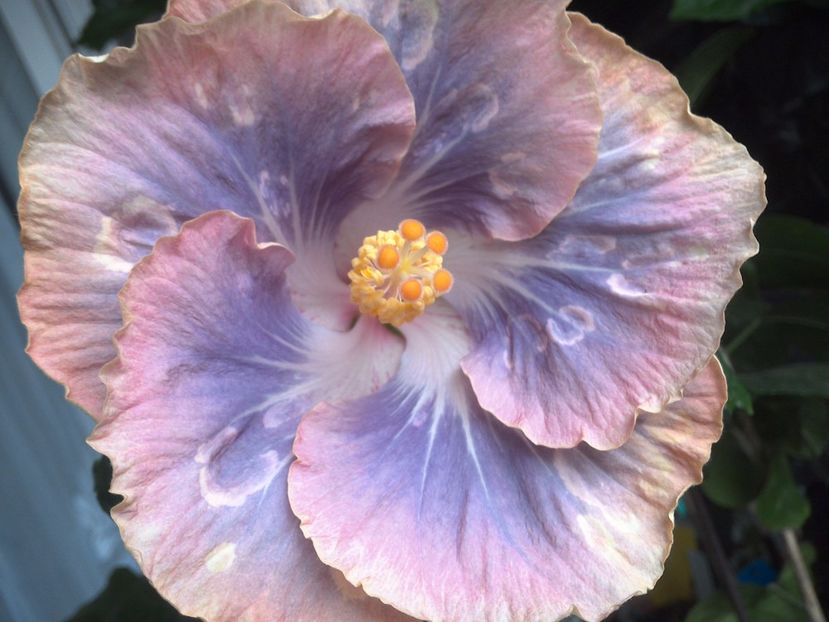 WIN_20170629_100002 - Silver Memories