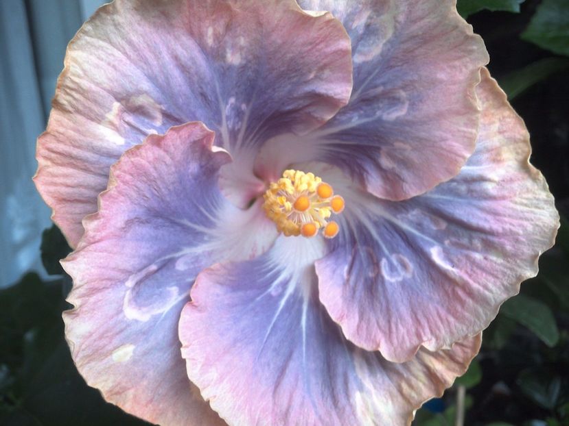 WIN_20170629_100009 - Silver Memories