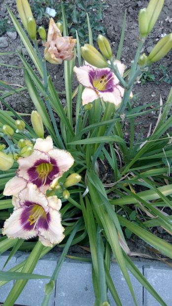  - 2017 Hemerocallisi