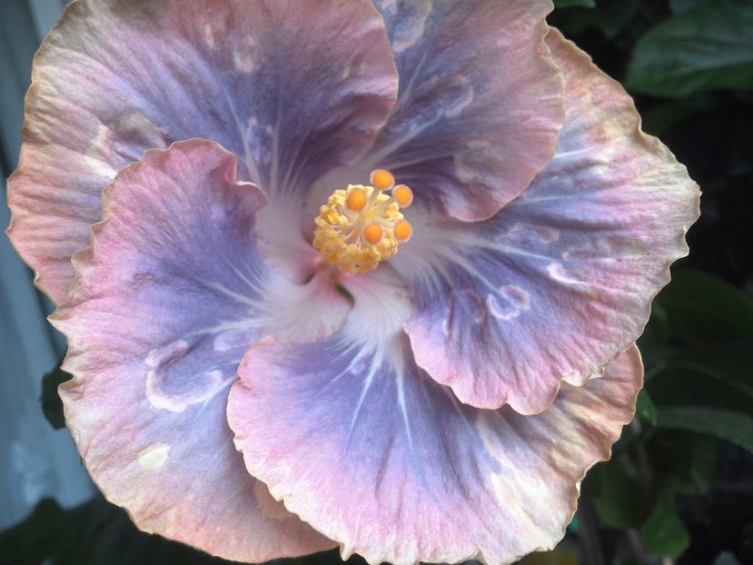 Silver Memories - 0Hibiscus in colectie infloriti