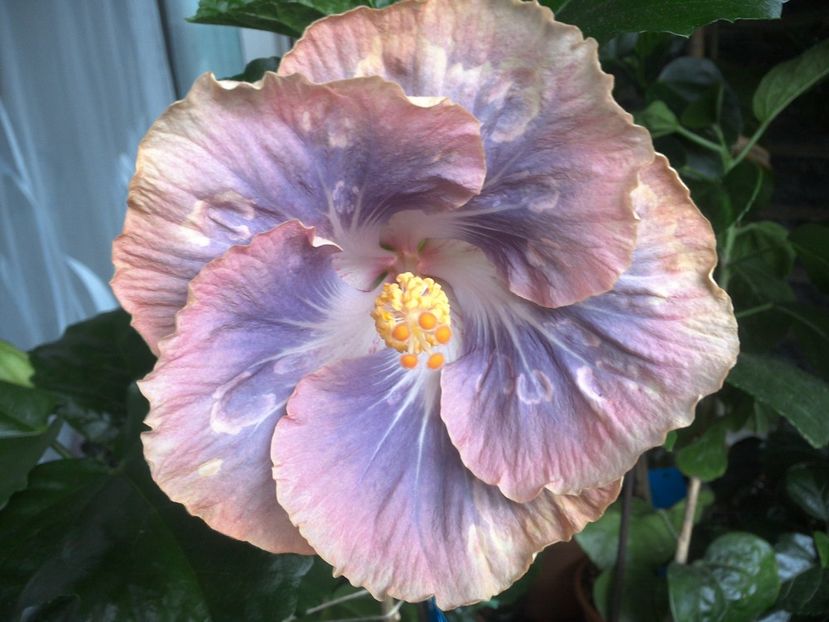 WIN_20170629_100125 - 0Hibiscus in colectie infloriti