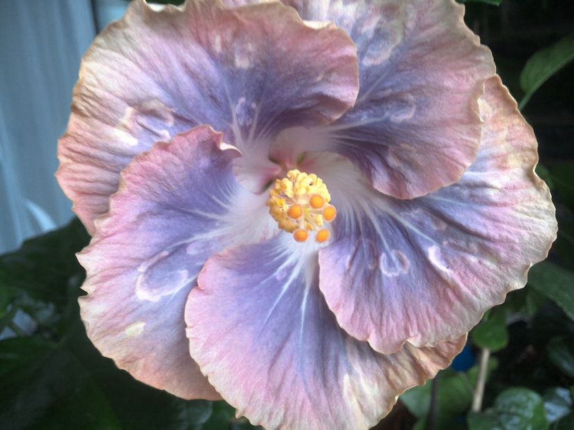 Silver Memories - 0Hibiscus in colectie infloriti