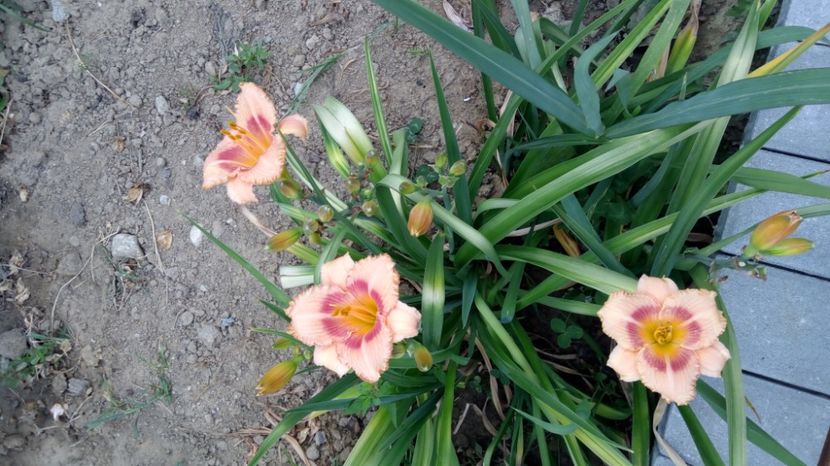  - 2017 Hemerocallisi