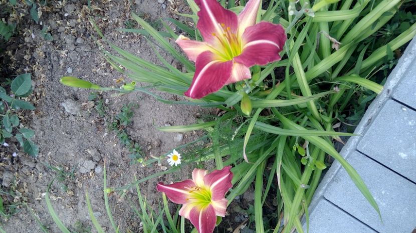  - 2017 Hemerocallisi