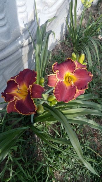  - 2017 Hemerocallisi