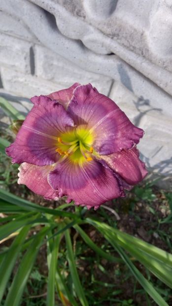  - 2017 Hemerocallisi