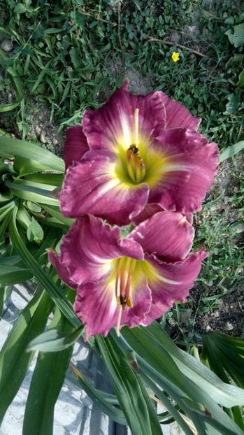  - 2017 Hemerocallisi