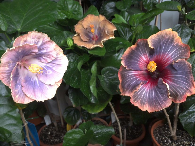 WIN_20170629_100158 - 03Hibiscus