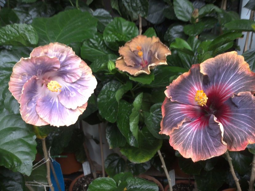 WIN_20170629_100226 - 03Hibiscus