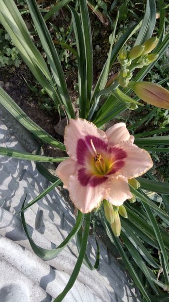  - 2017 Hemerocallisi