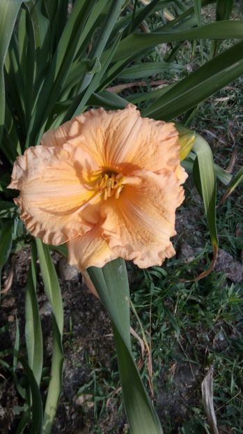  - 2017 Hemerocallisi