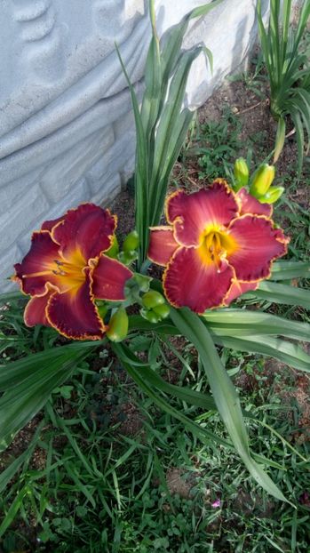  - 2017 Hemerocallisi