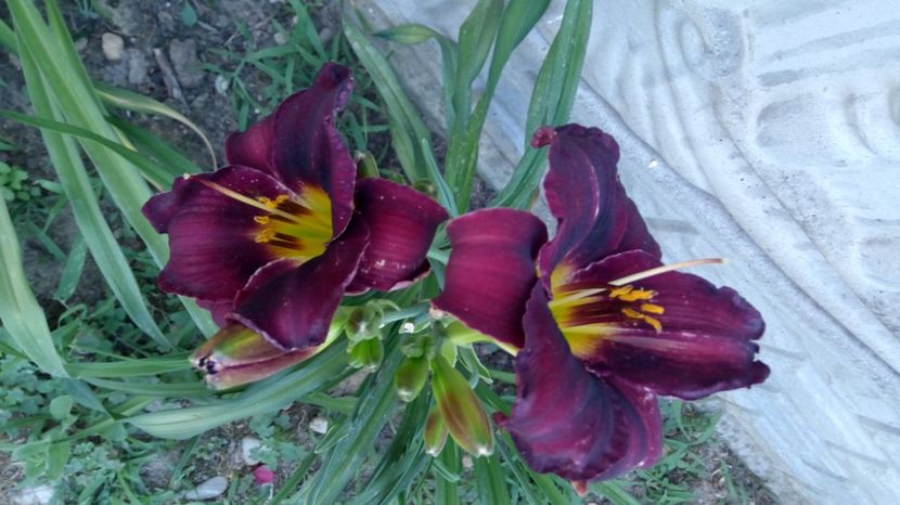  - 2017 Hemerocallisi